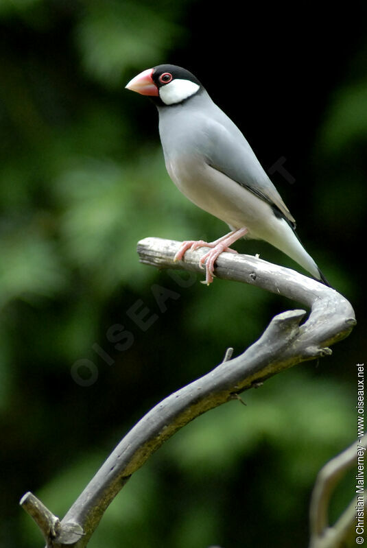 Java Sparrowadult, identification