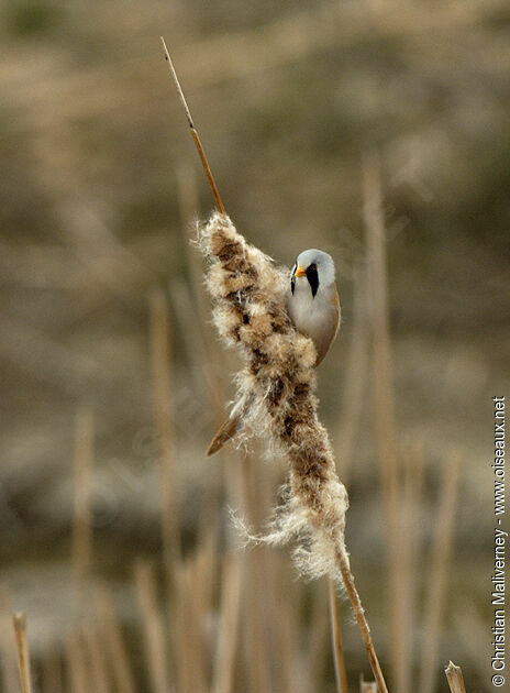 Bearded Reedling male adult