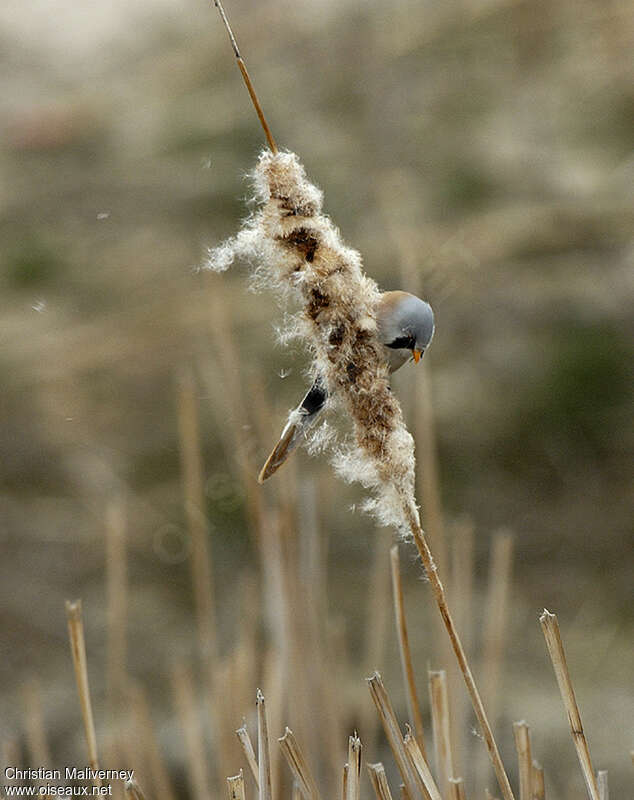 Bearded Reedling male adult, feeding habits, eats