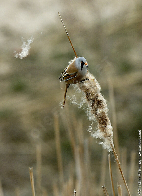 Bearded Reedling male adult