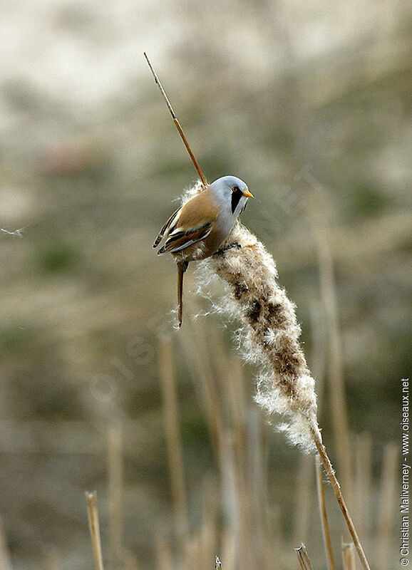 Bearded Reedling male adult