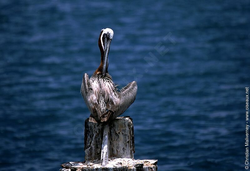 Brown Pelicanadult post breeding