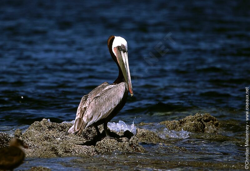 Brown Pelicanadult breeding