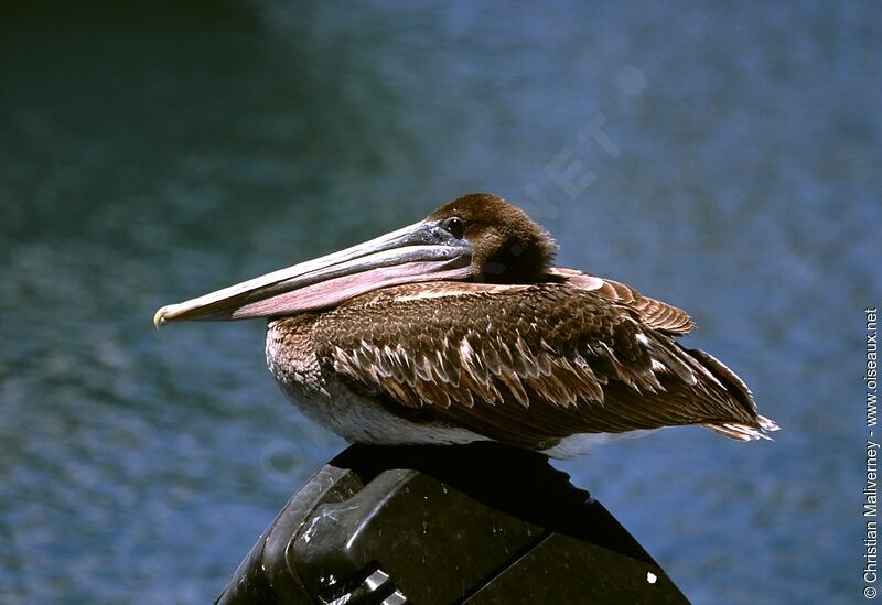 Pélican brunimmature