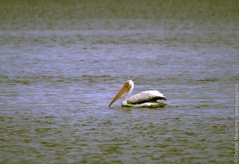 American White Pelicanadult