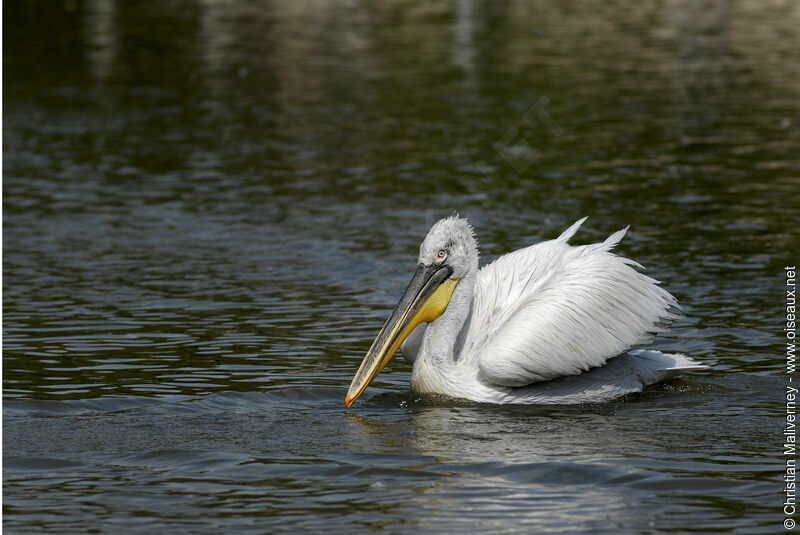 Dalmatian Pelicanadult, identification