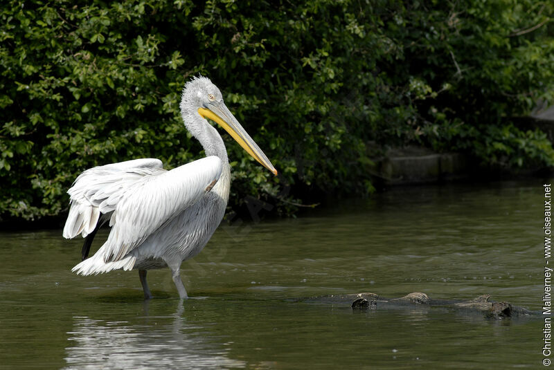 Dalmatian Pelicanadult, identification