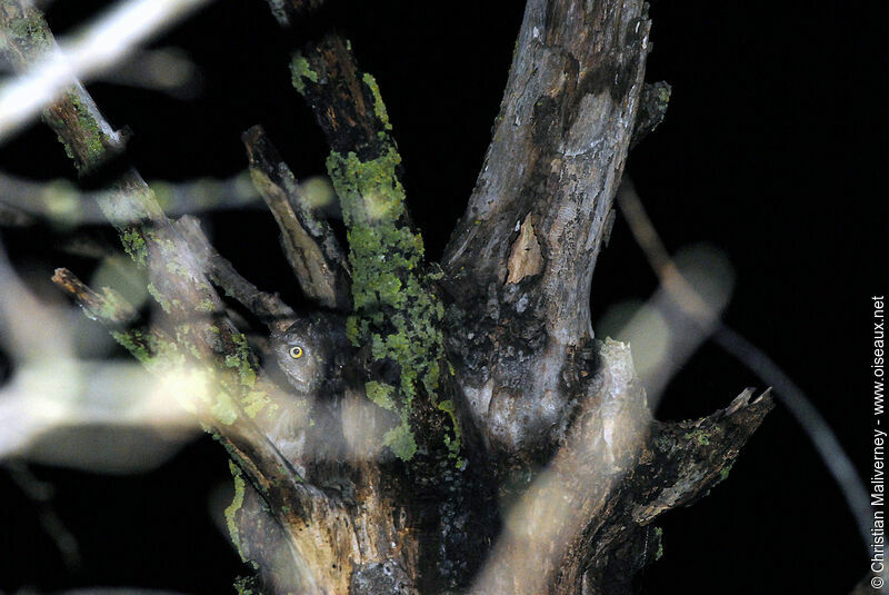 Eurasian Scops Owl male adult