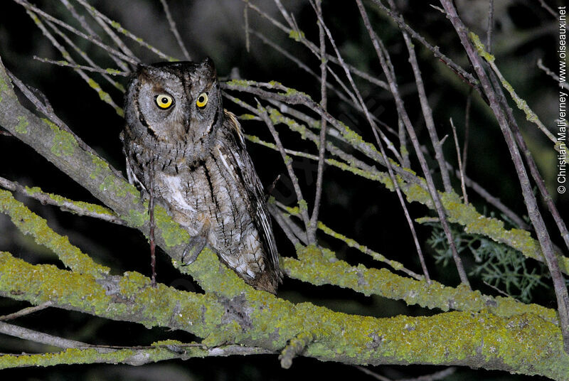 Eurasian Scops Owladult, identification