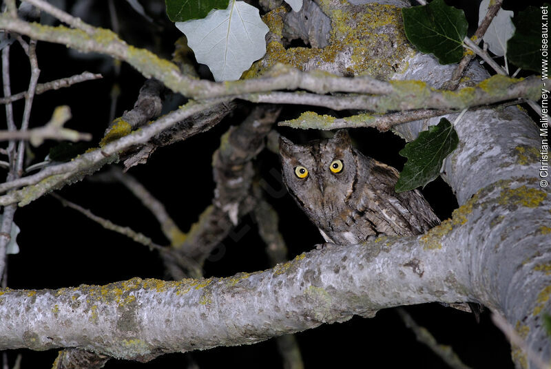 Petit-duc scopsadulte, identification