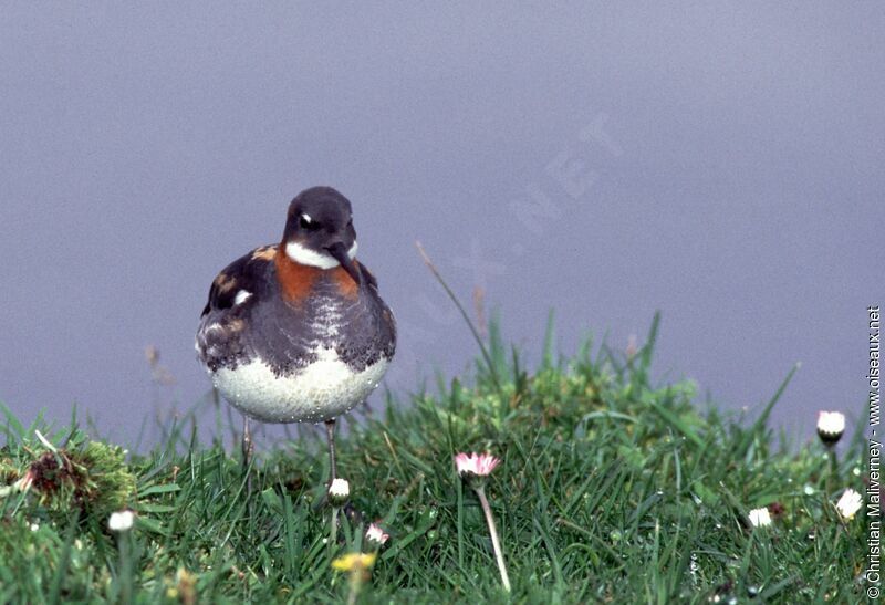 Red-necked Phalarope male adult breeding, identification