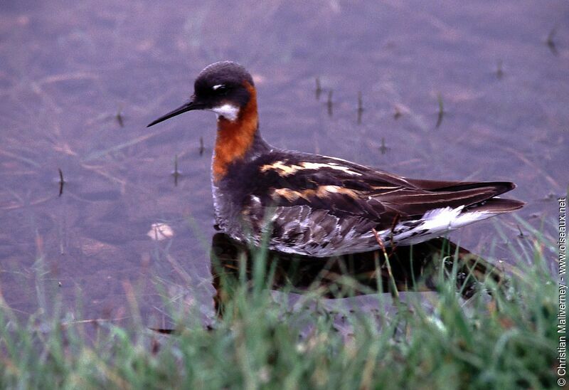 Red-necked Phalarope female adult breeding, identification