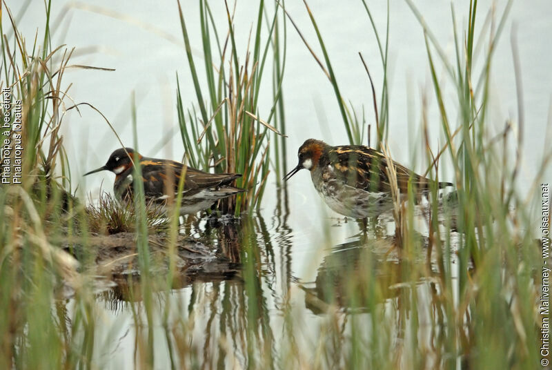 Phalarope à bec étroit adulte nuptial, identification