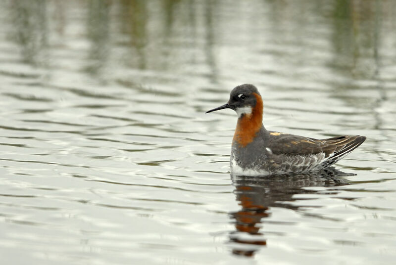 Red-necked Phalarope female adult breeding, identification