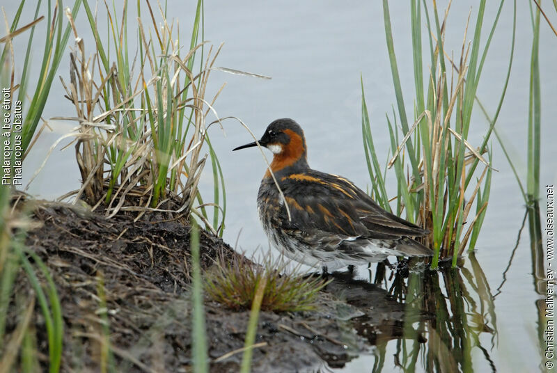 Phalarope à bec étroit femelle adulte nuptial, identification