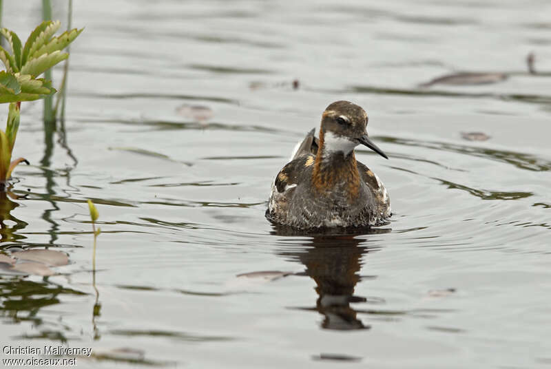 Phalarope à bec étroit mâle adulte nuptial, portrait