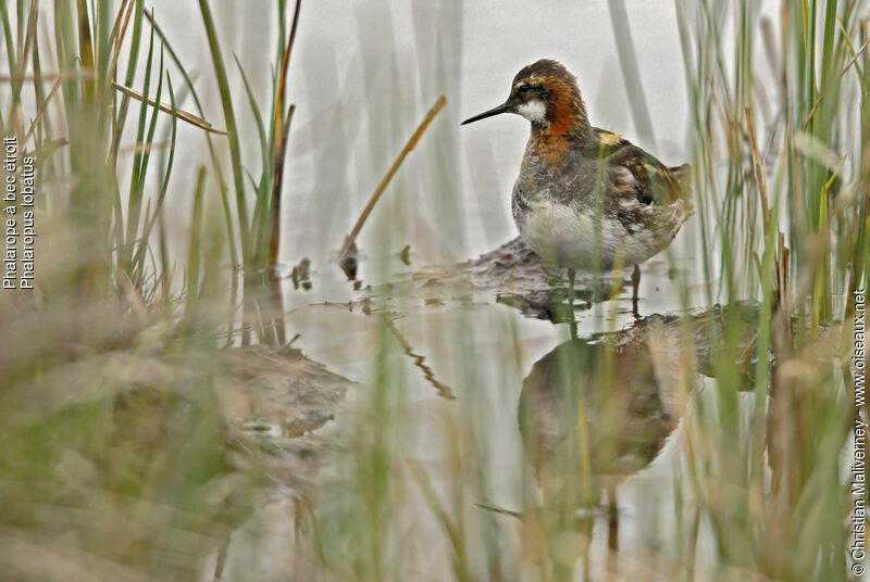 Red-necked Phalarope male adult breeding, identification