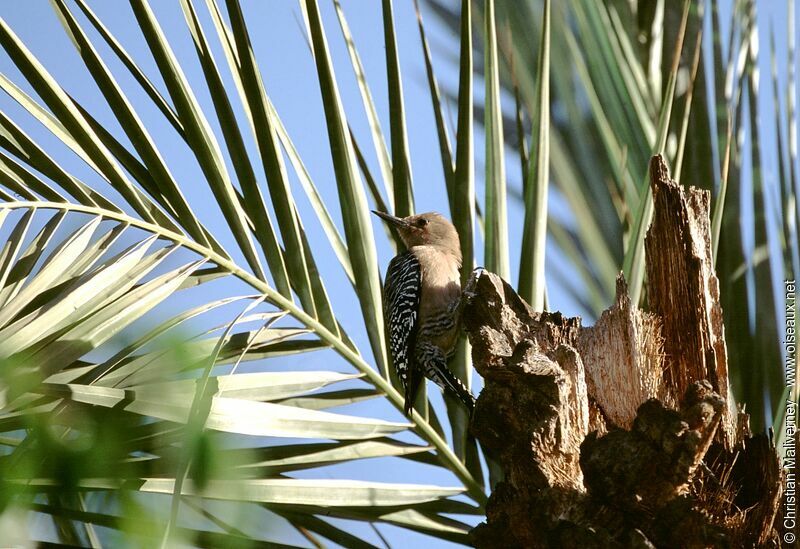 Pic des saguarosadulte