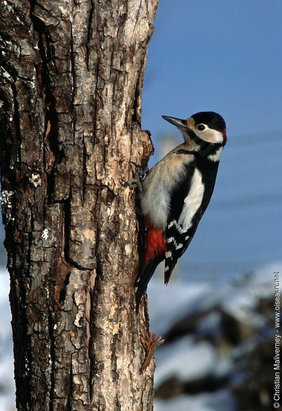 Great Spotted Woodpecker male adult