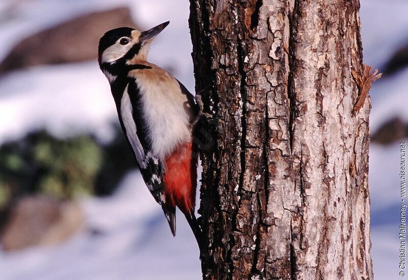 Great Spotted Woodpecker male adult