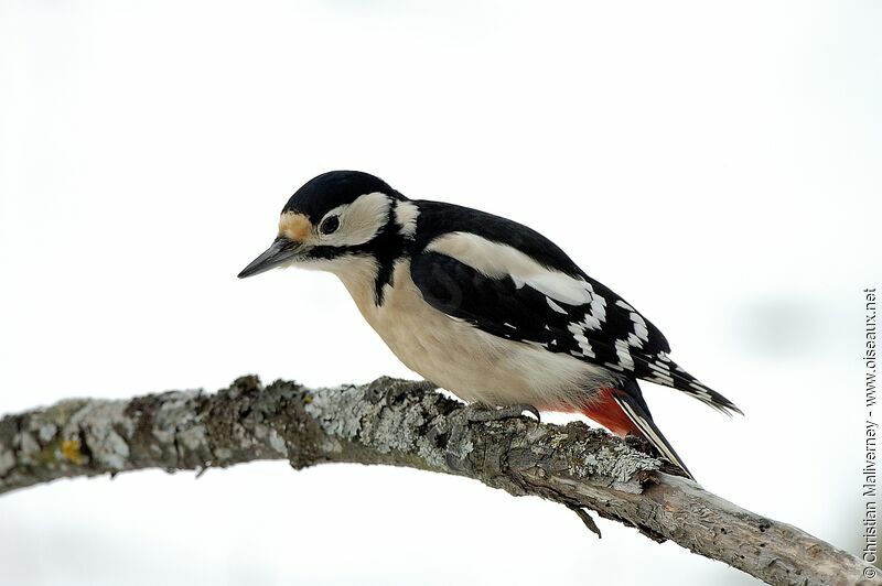 Great Spotted Woodpecker female adult