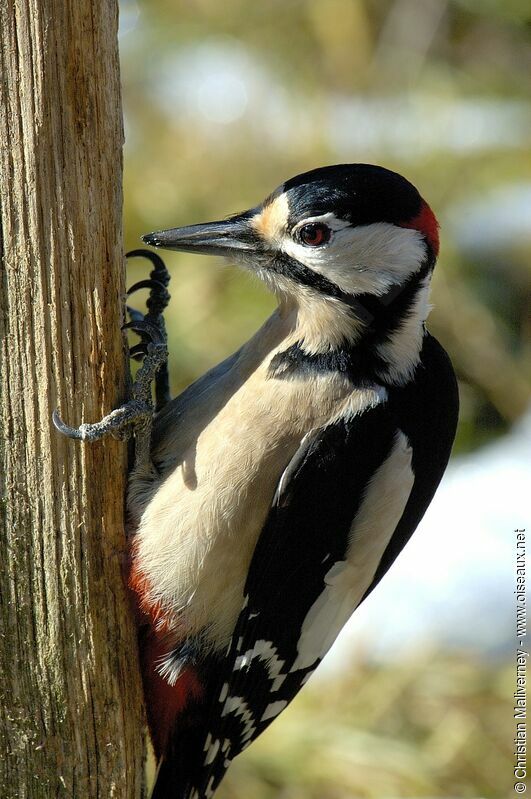 Great Spotted Woodpecker male adult