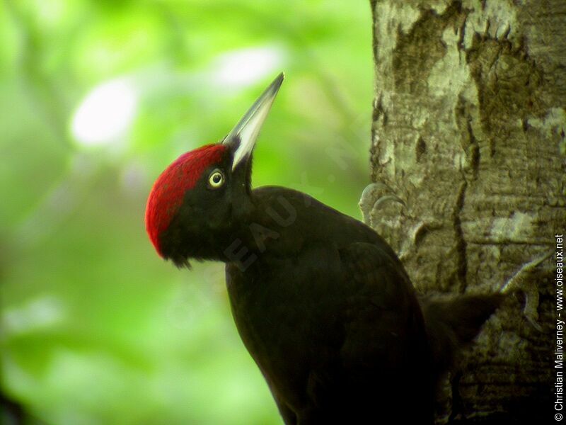 Black Woodpecker male adult