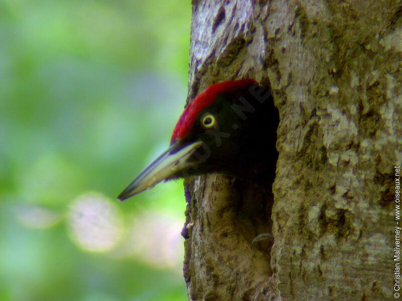 Black Woodpecker male adult