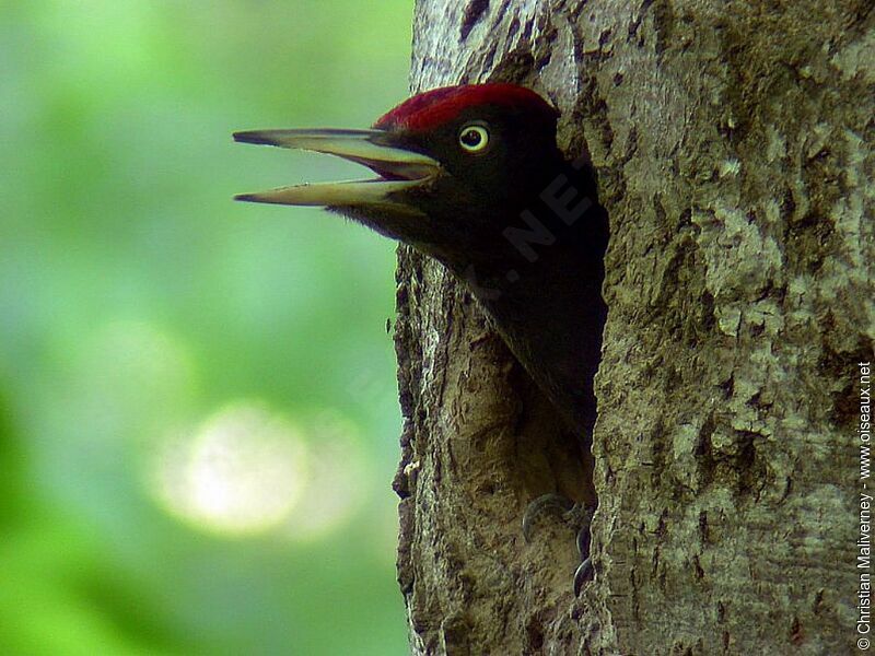 Black Woodpecker male adult