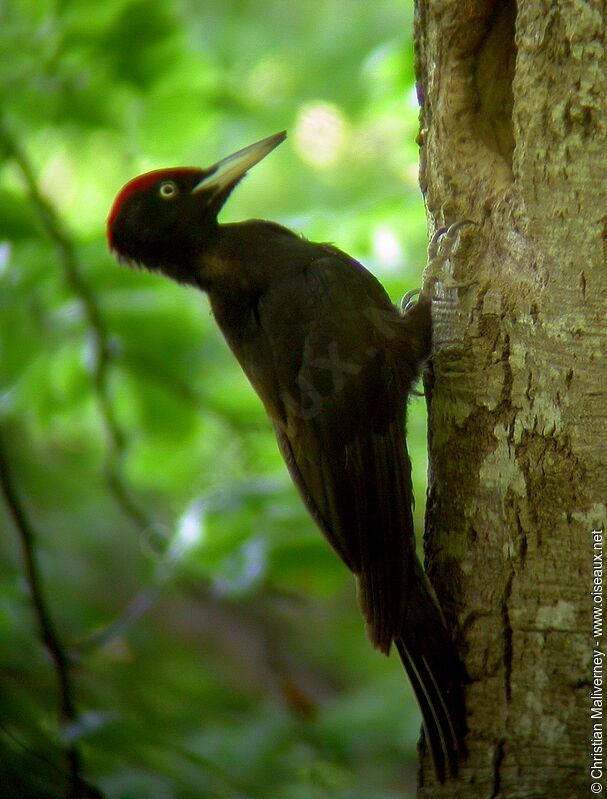 Black Woodpecker male adult