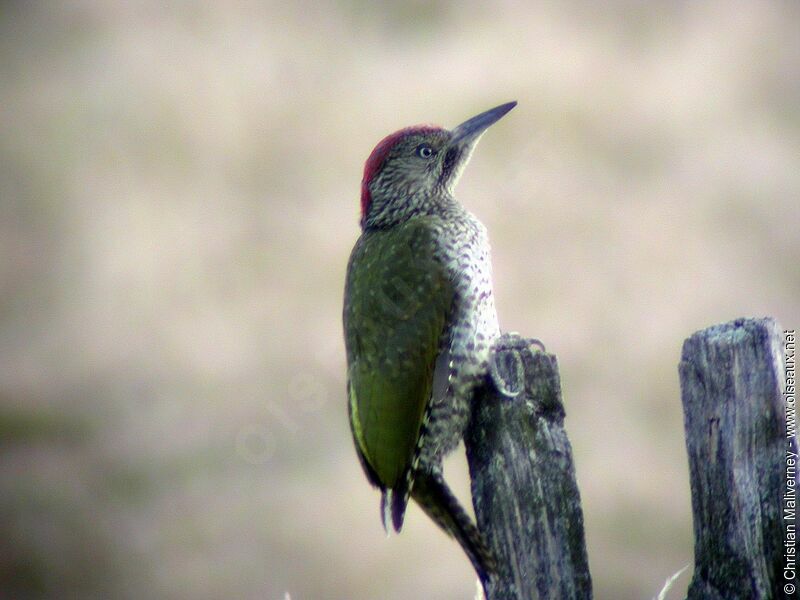 European Green Woodpeckerimmature