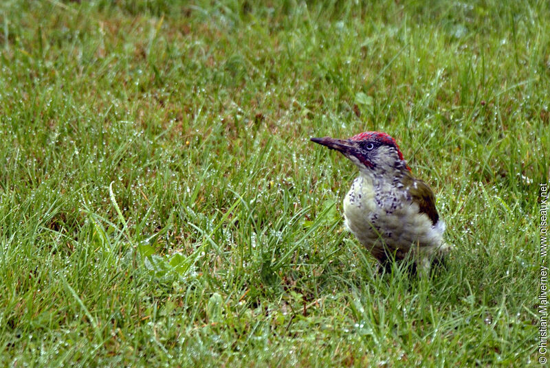 European Green Woodpeckerimmature