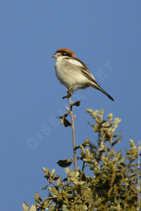 Pie-grièche à tête rousse femelle adulte