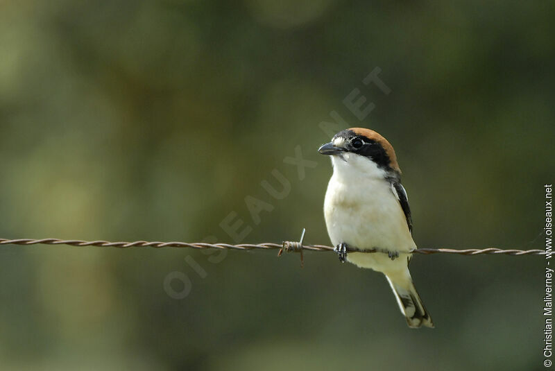 Woodchat Shrike female adult