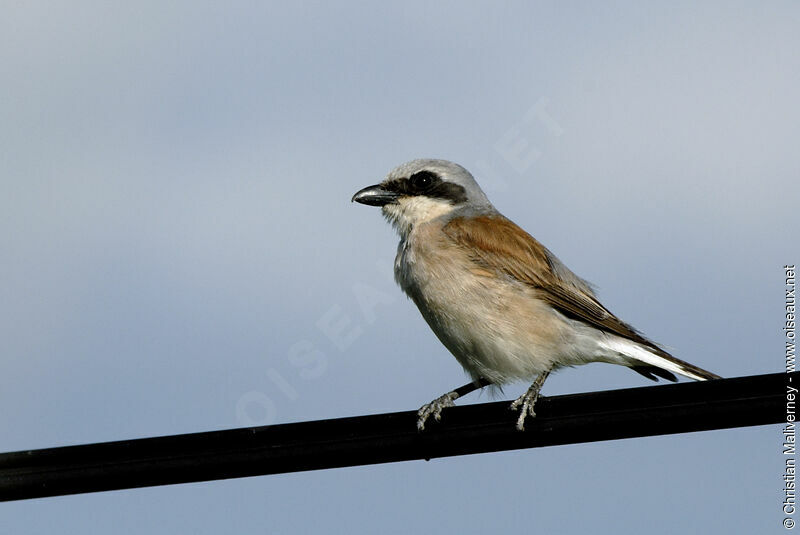 Red-backed Shrike male adult