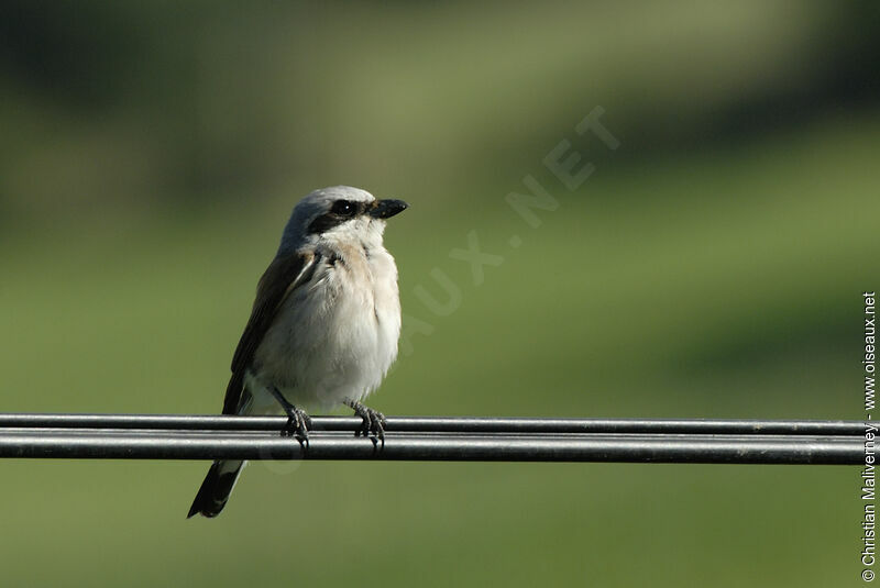 Red-backed Shrike male adult