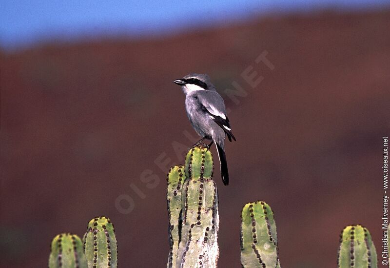 Great Grey Shrike male adult