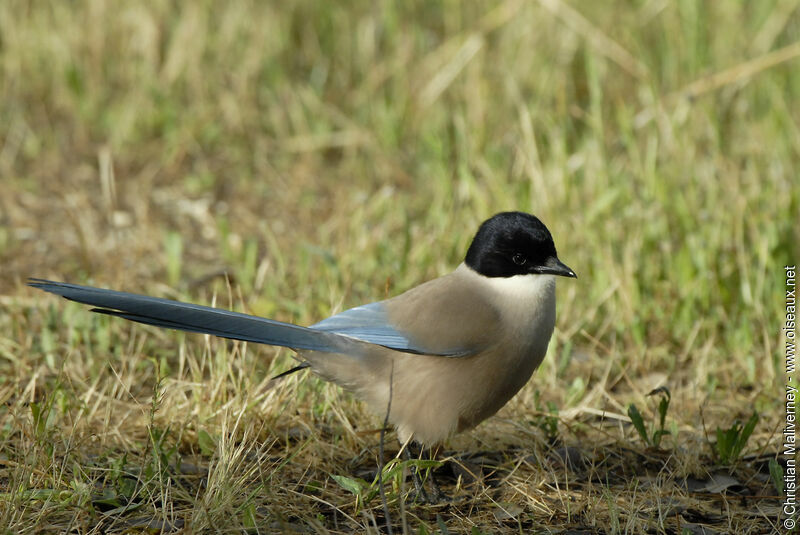 Iberian Magpieadult