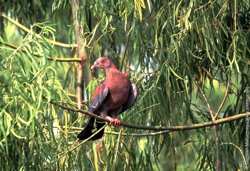 Red-billed Pigeonadult