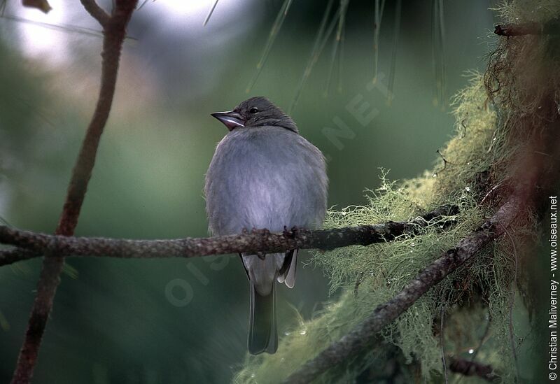 Tenerife Blue Chaffinch