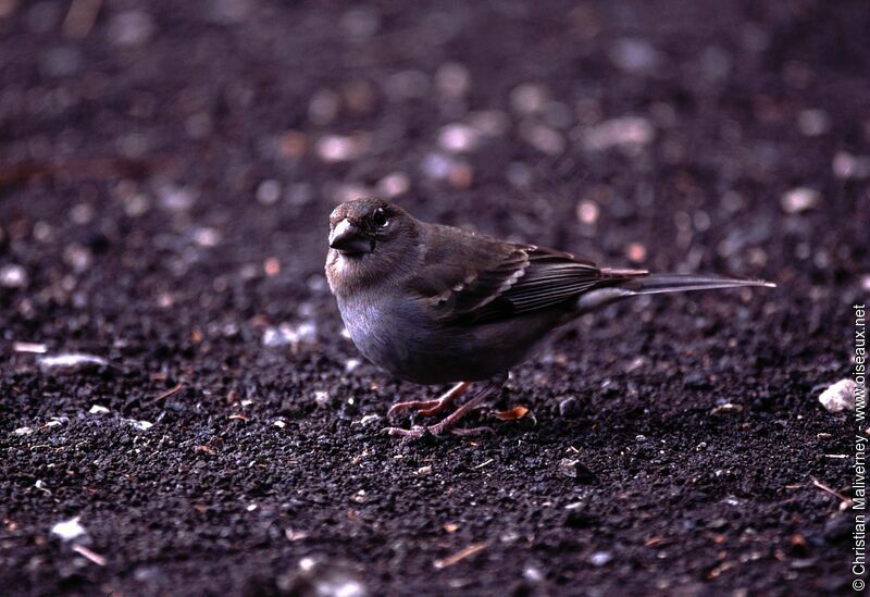 Tenerife Blue Chaffinch female adult