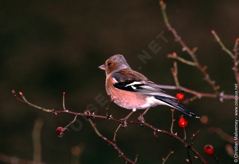 Eurasian Chaffinch male adult post breeding