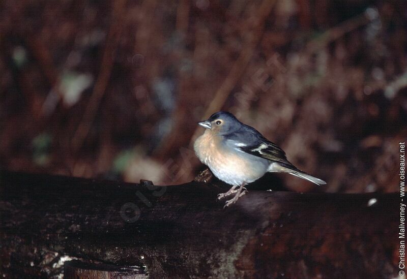 Eurasian Chaffinch male adult