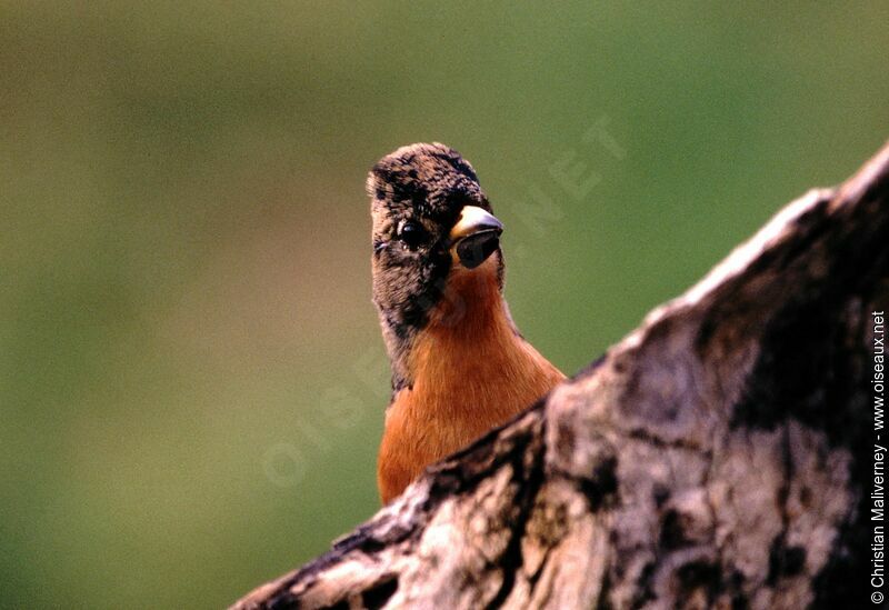 Brambling male adult post breeding