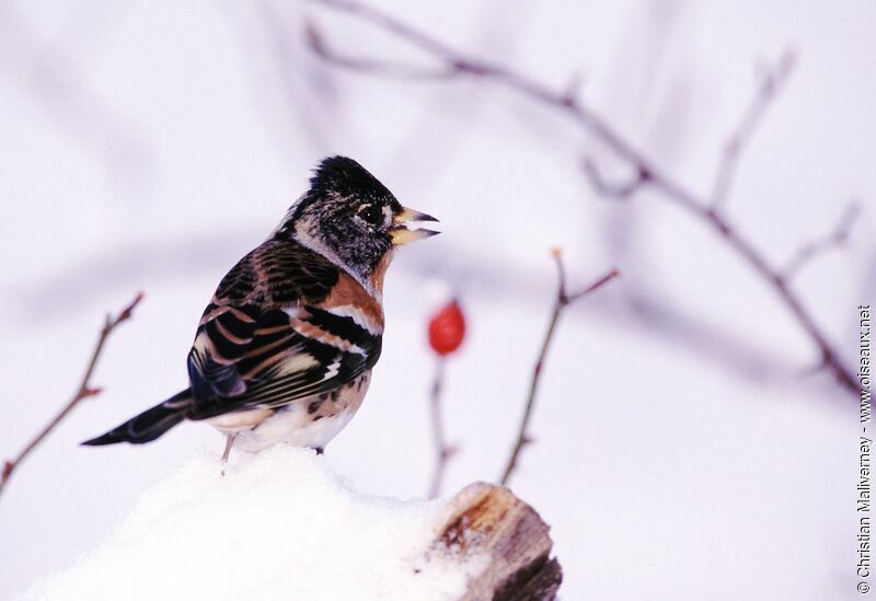 Brambling male adult post breeding