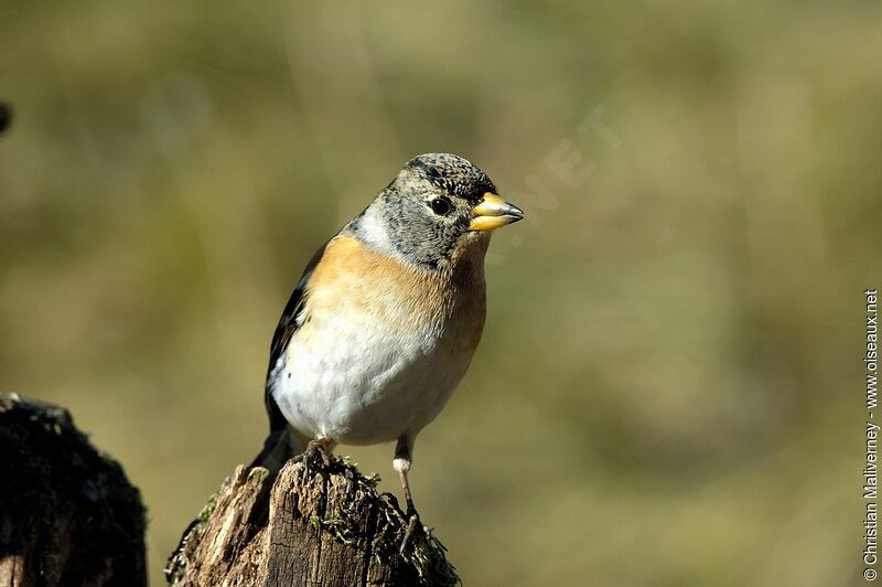 Brambling male adult post breeding