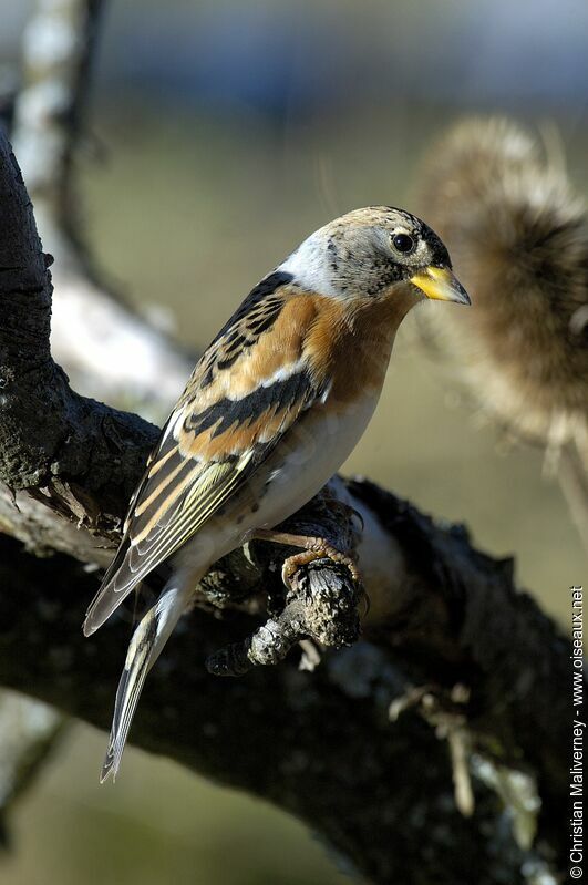 Brambling male adult post breeding