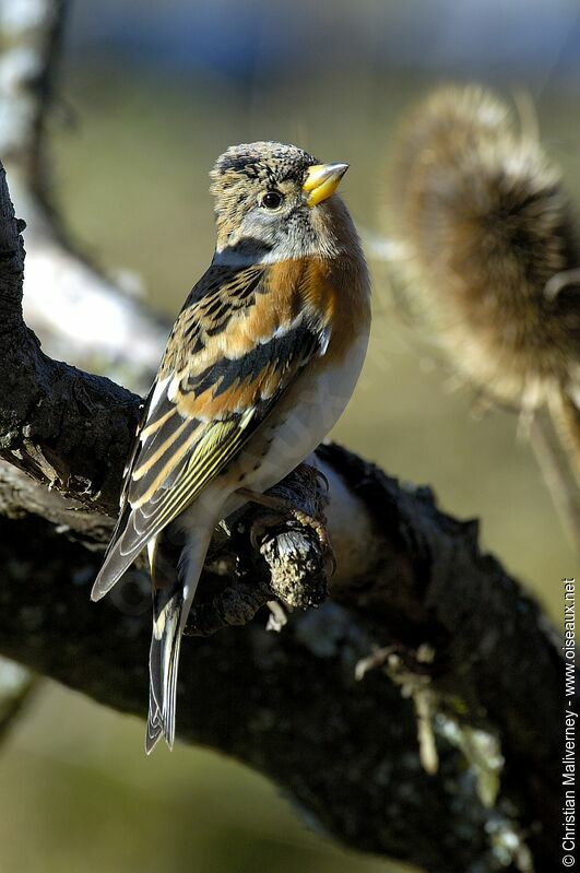 Brambling male