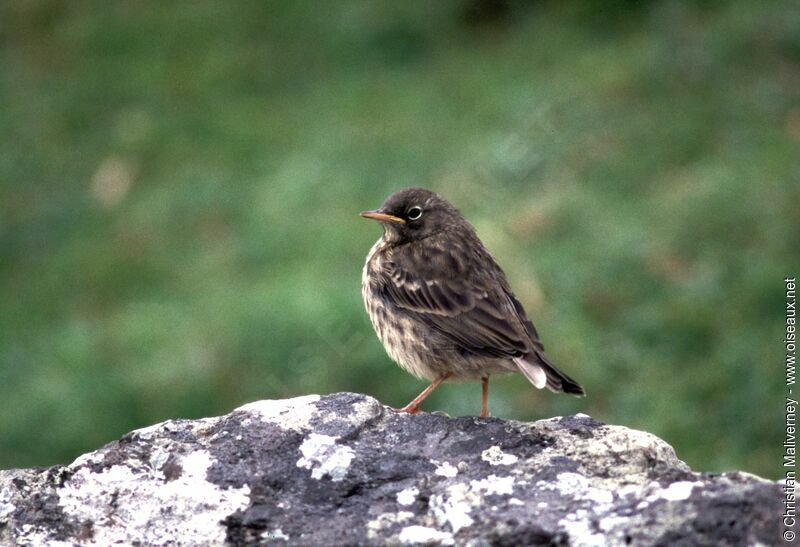 European Rock Pipitimmature