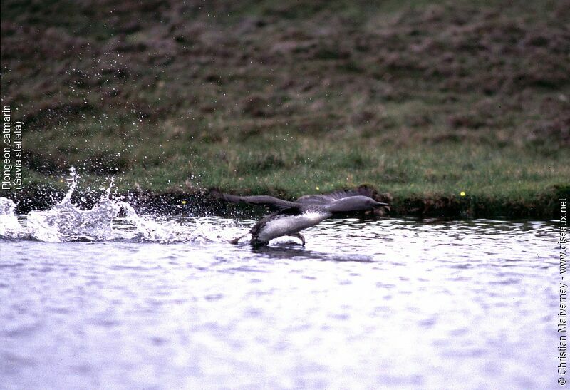 Red-throated Loon male adult breeding, Flight